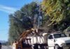 San Antonio de Arredondo finalizó el primer cronograma anual de poda