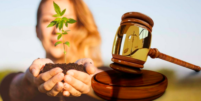 Cómo Inscribirse en REPROCANN Gratis: Guía Paso a Paso para el Registro